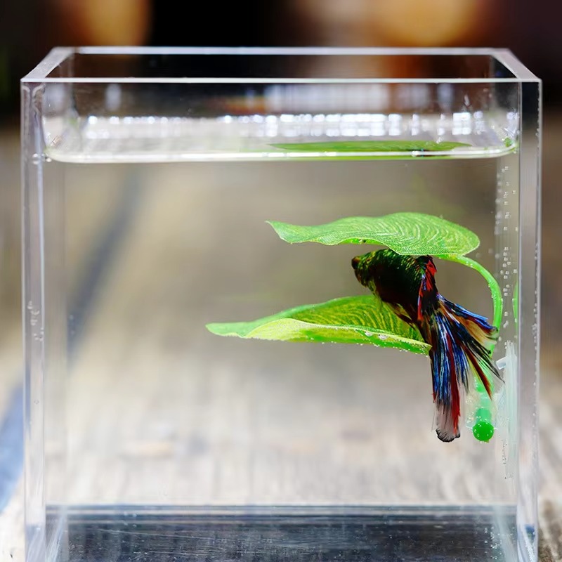 Planted Aquarium For Betta - Betta Fish Rest Aquarium Leaf Plants