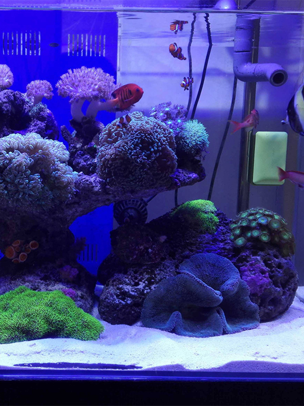 White Aquarium Sand Bot Decora - Aquarium Sand White recension och pris