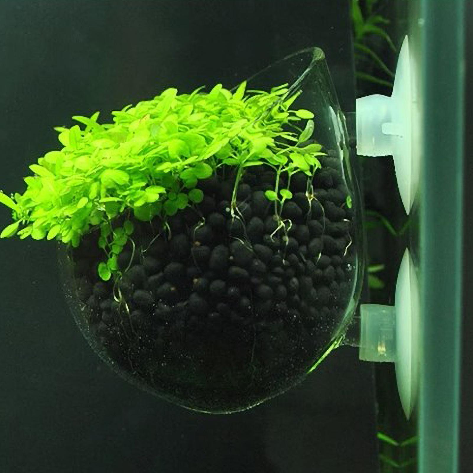 Aquarium Plant Holder Glass Aq - Aquarium Plant Vine recension och pris