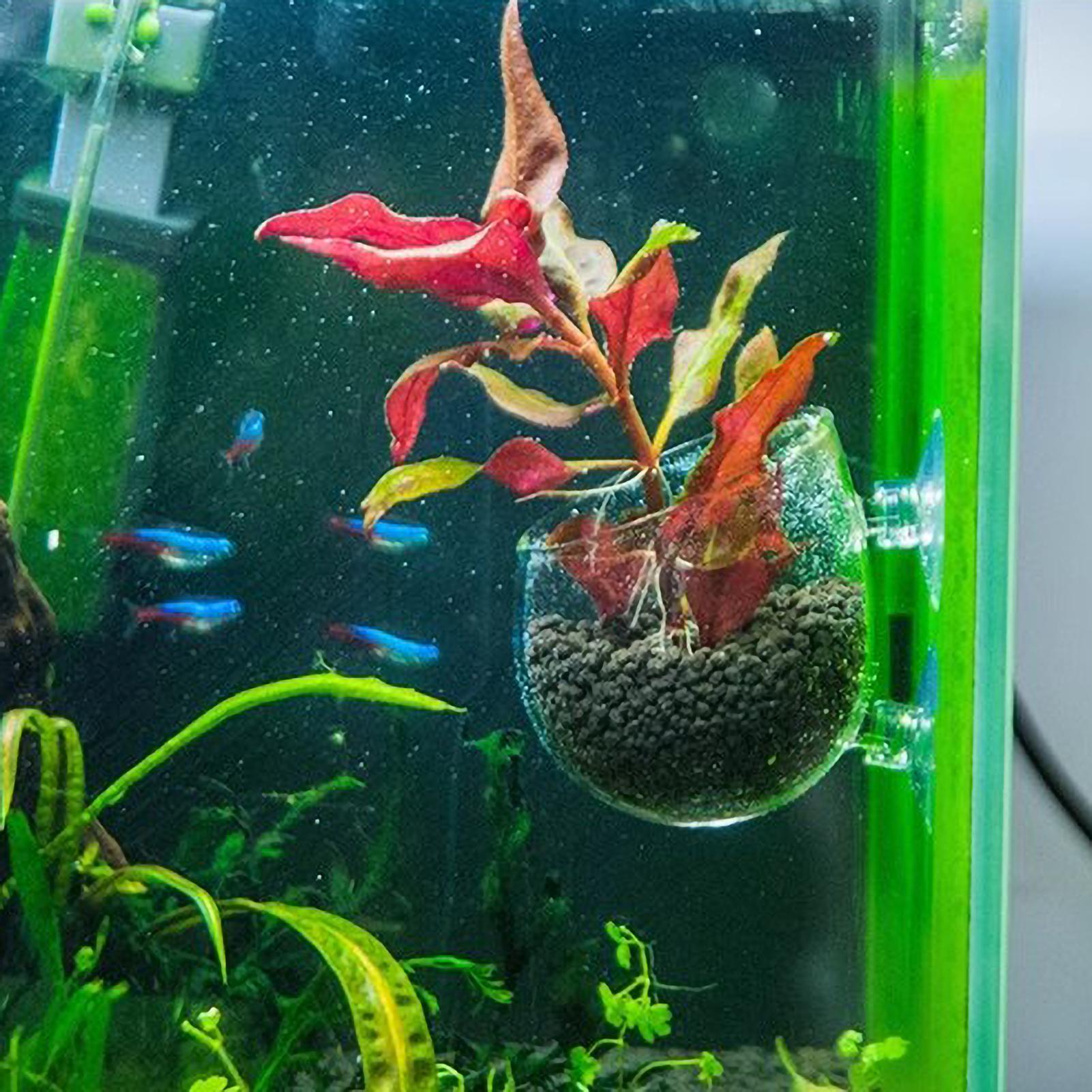 Aquarium Plant Holder Glass Aq - Aquarium Plant Vine recension och pris
