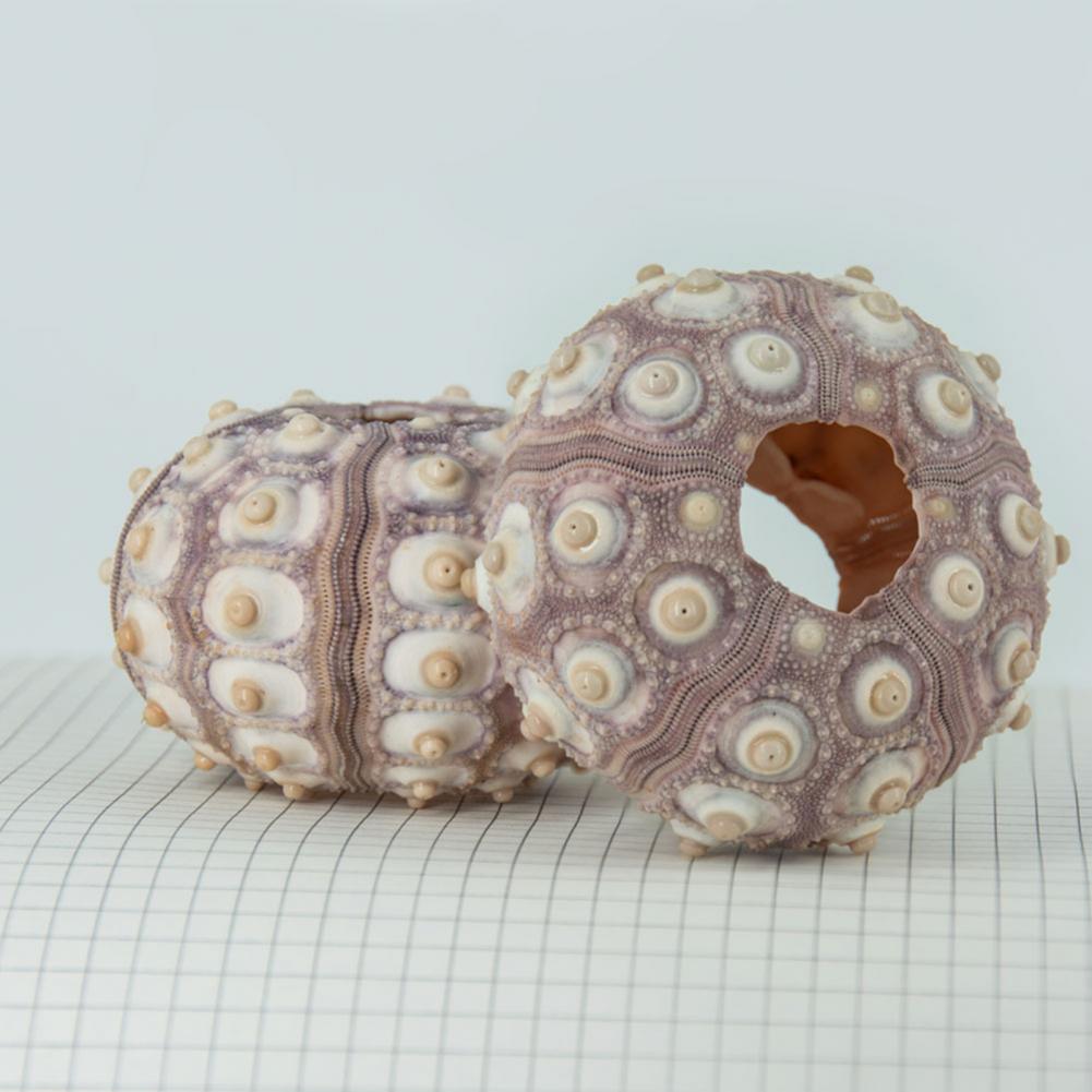 5cm-6cm Sea Shell Conch Orname - Planted Aquarium Air Stone recension och pris