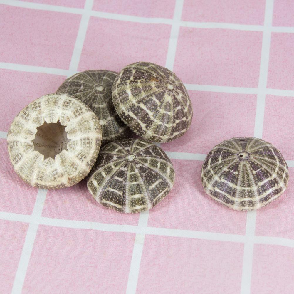 5cm-6cm Sea Shell Conch Orname - Planted Aquarium Air Stone recension och pris