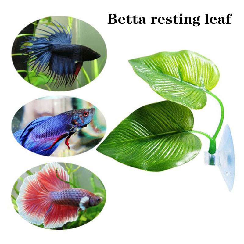 Betta Fish Rest Aquarium Leaf  - Planted Aquarium For Betta recension och pris