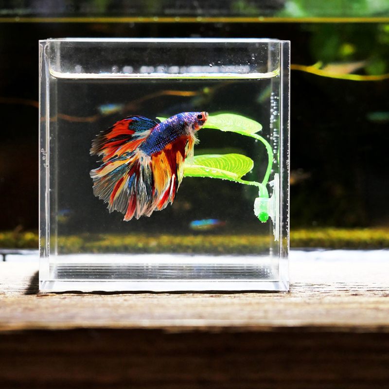 Betta Fish Rest Aquarium Leaf  - Planted Aquarium For Betta recension och pris