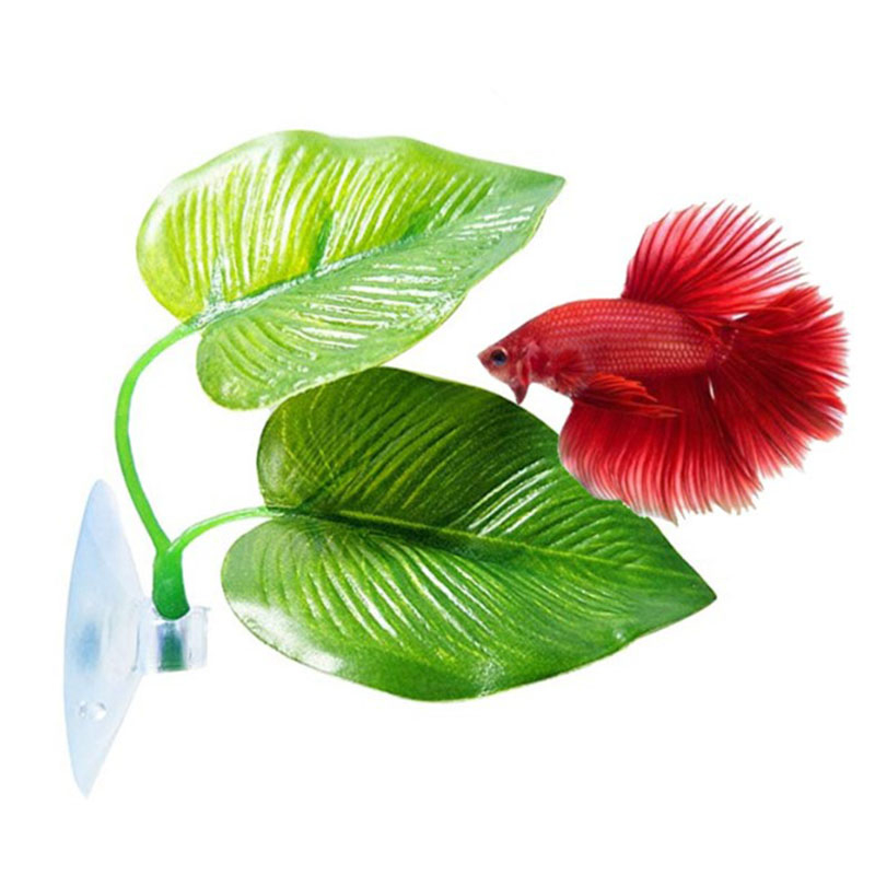 Betta Fish Rest Aquarium Leaf  - Planted Aquarium For Betta recension och pris