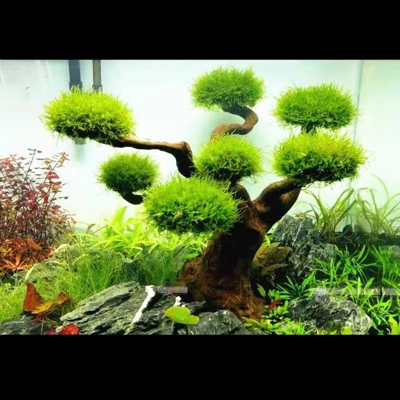 Aquarium Driftwood Landscaping - Aquarium Plant Root Tabs recension och pris